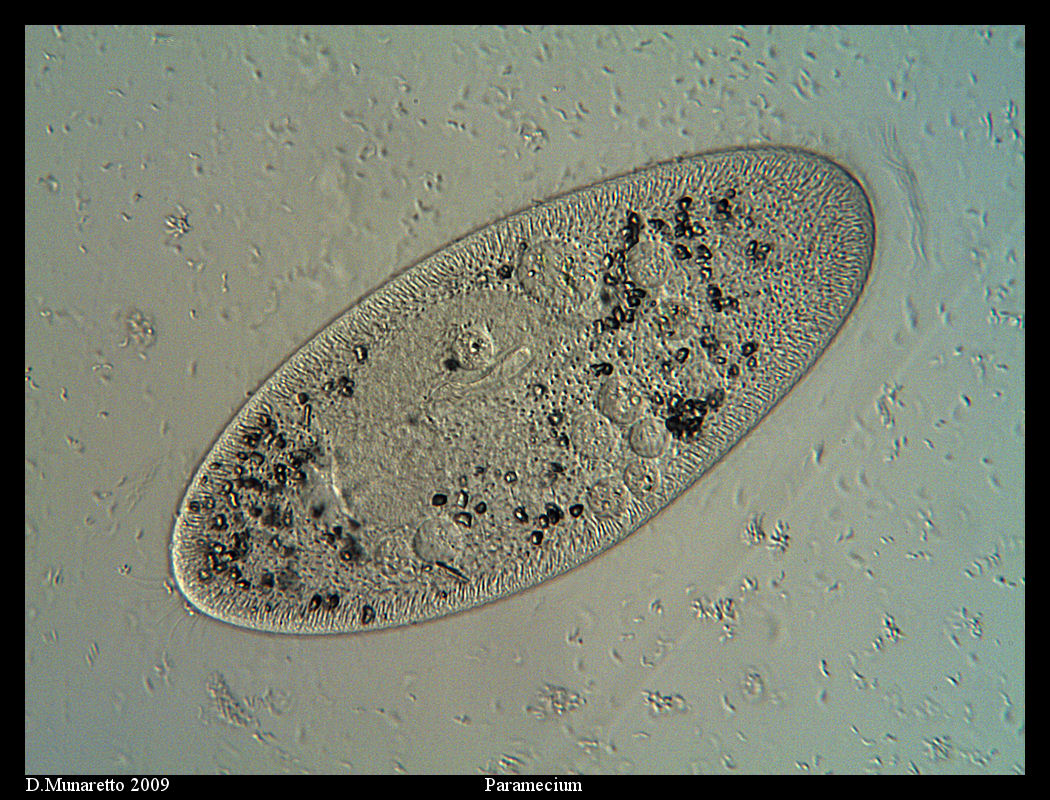 Paramecium